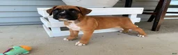 Boxer dogs for sale: Daisy - Ad 9