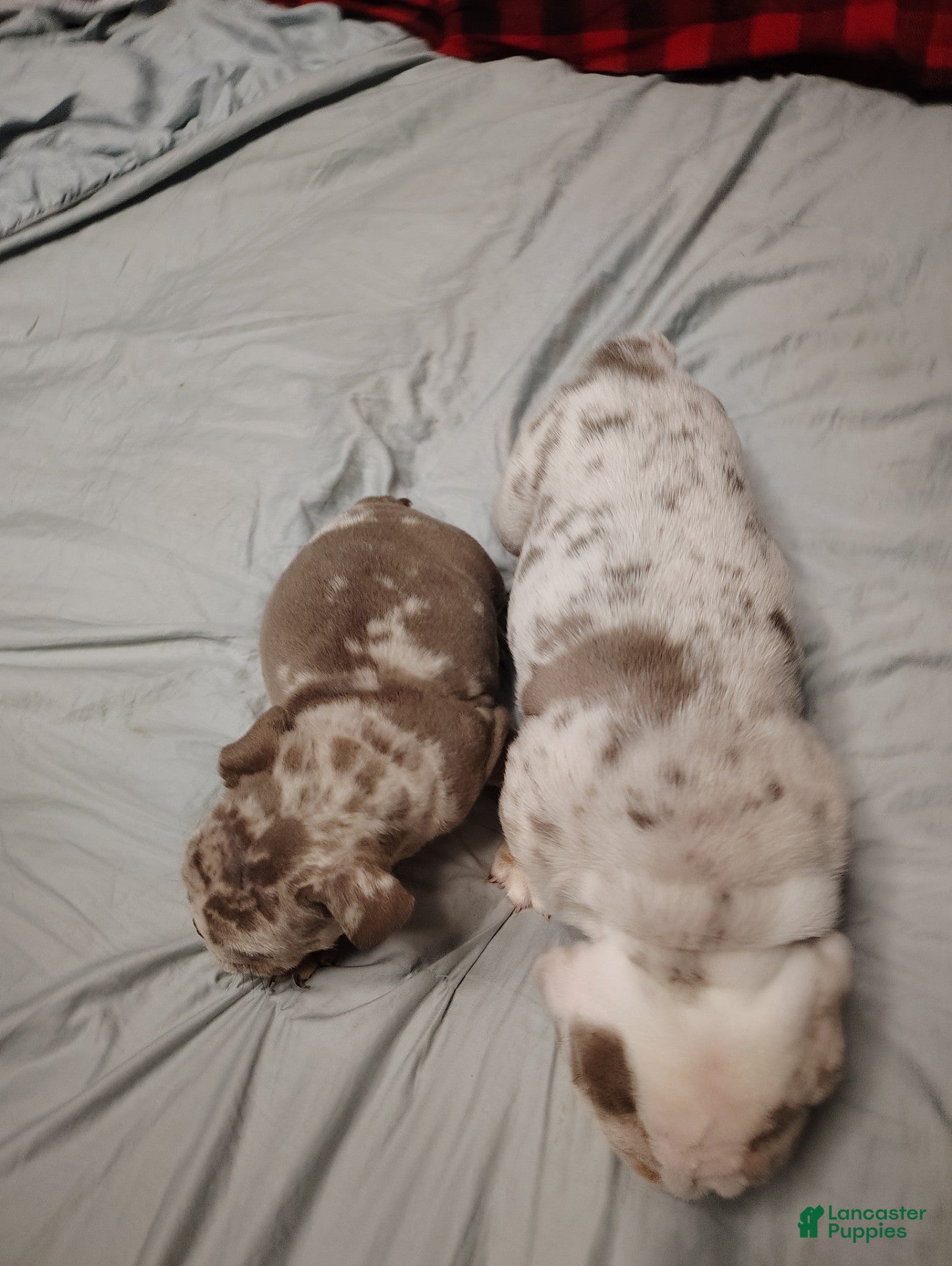 English Bulldog dogs for sale: Hank - Ad 2