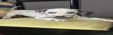 Dalmatian 3