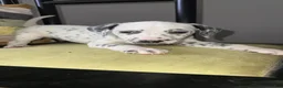 Dalmatian dogs for sale: Dalmatian 3 - Ad 1