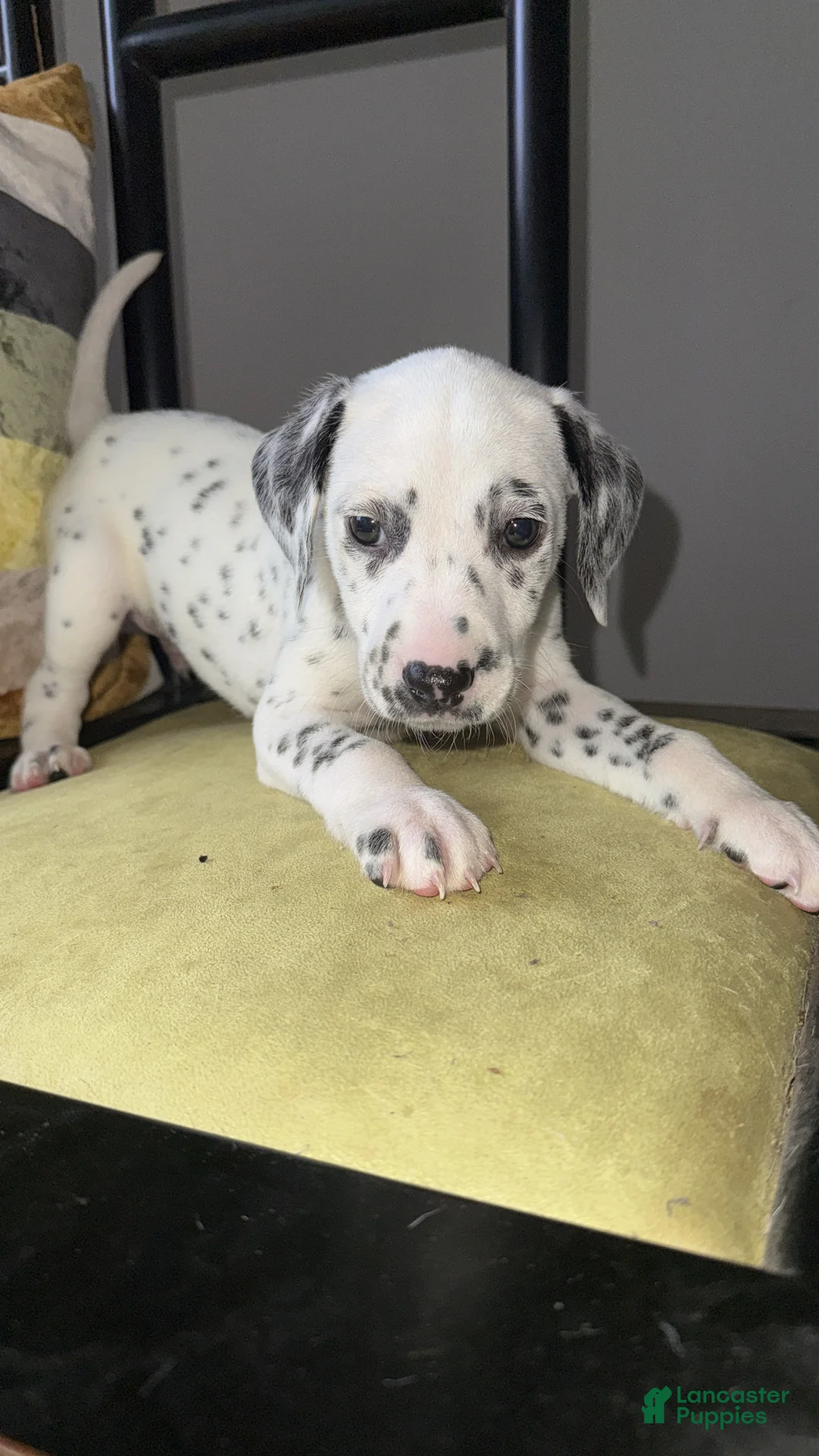 Dalmatian dogs for sale: Dalmatian 3 - Ad 1