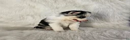 Pomsky dogs for sale: Addison - Ad 4
