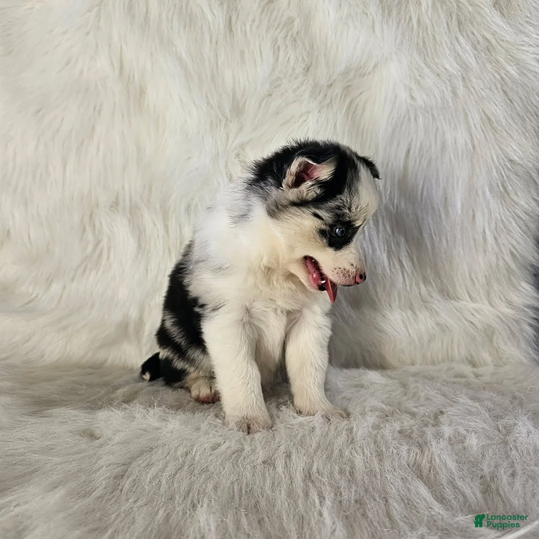 Pomsky dogs for sale: Addison - Ad 4