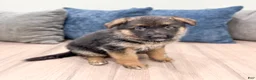 German Shepherd dogs for sale: Kaden - Ad 3