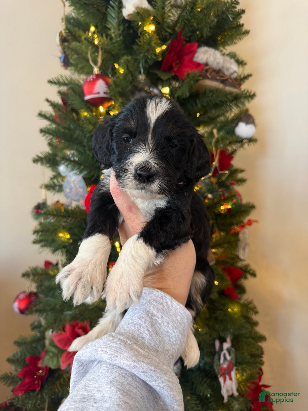 Mixed Breed dogs for sale: Felix - Ad 2