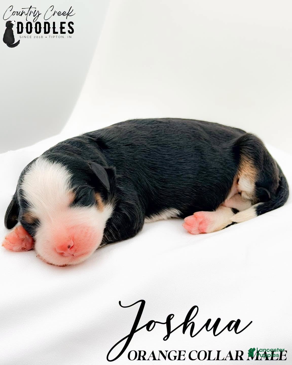 Bernedoodle dogs Joshua - Ad 2