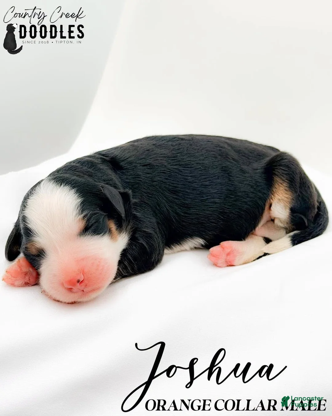 Bernedoodle dogs for sale: Joshua - Ad 2