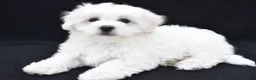 Maltese dogs for sale: Bo - Ad 4