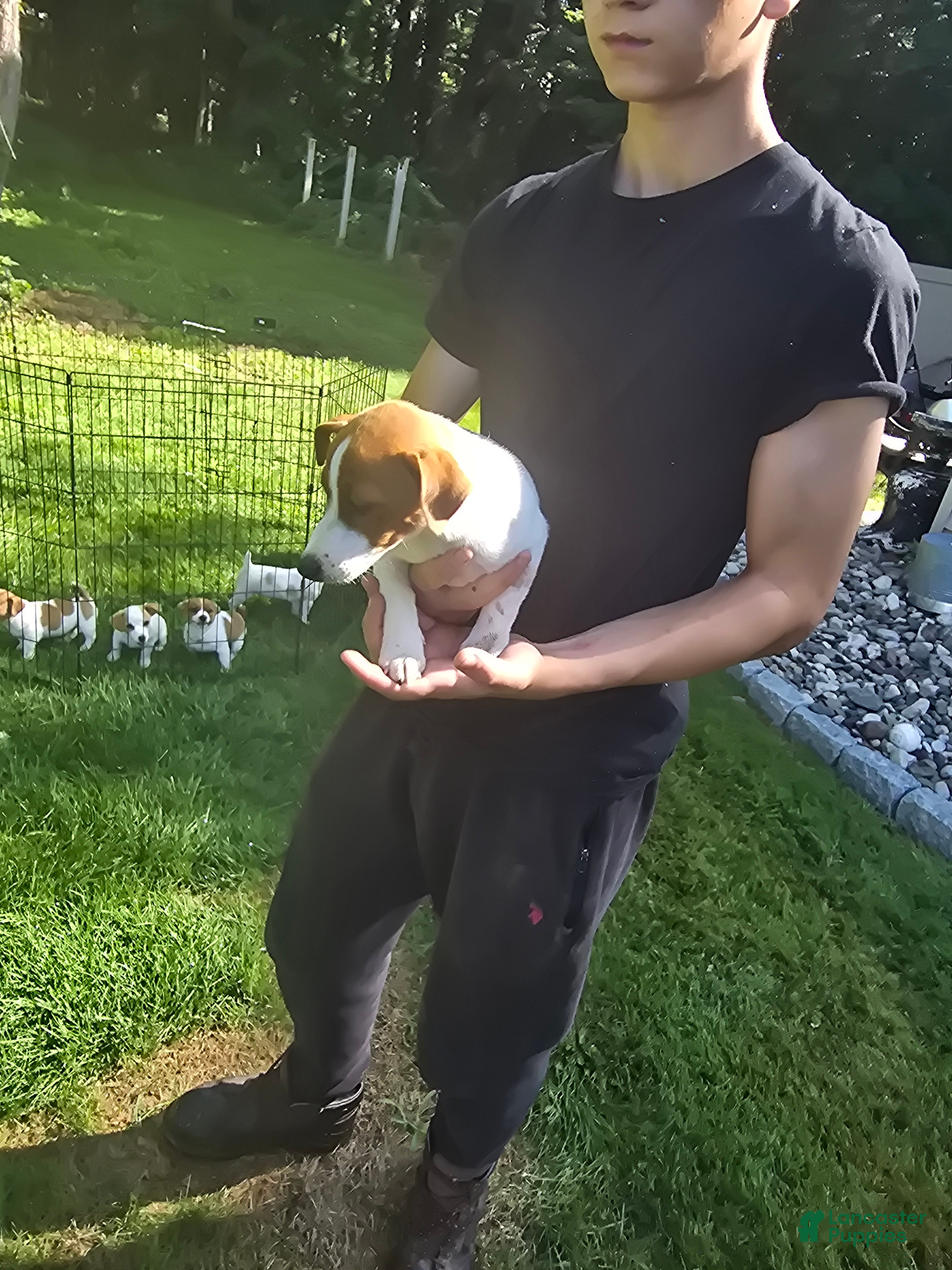 Jack Russell Terrier dogs Jack Russell Terrier 1 - Ad 2
