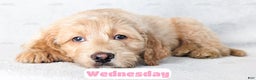 Goldendoodle dogs for sale: Wednesday - Ad 6