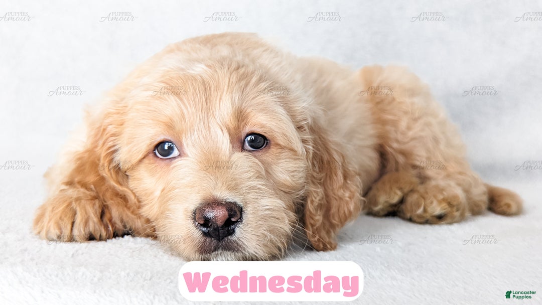 Goldendoodle dogs for sale: Wednesday - Ad 6