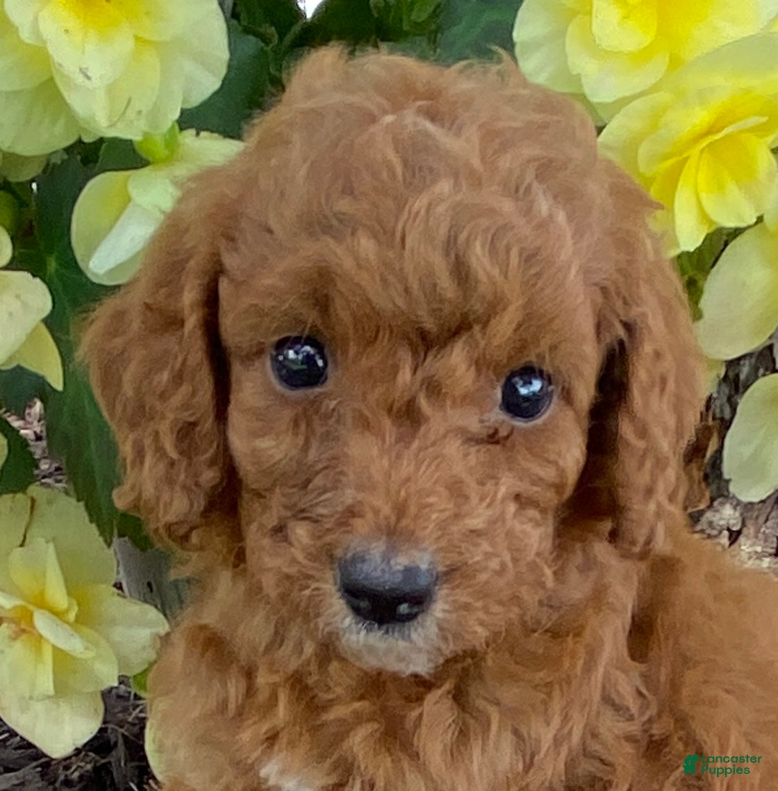 Mini Goldendoodle dogs Dolly- mini/petite - Ad 1