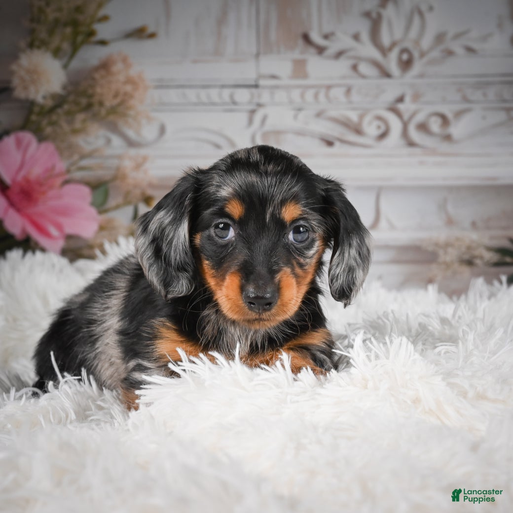 Miniature Dachshund dogs AKC-Riena - Ad 1