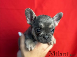 French Bulldog dogs - Ad 25