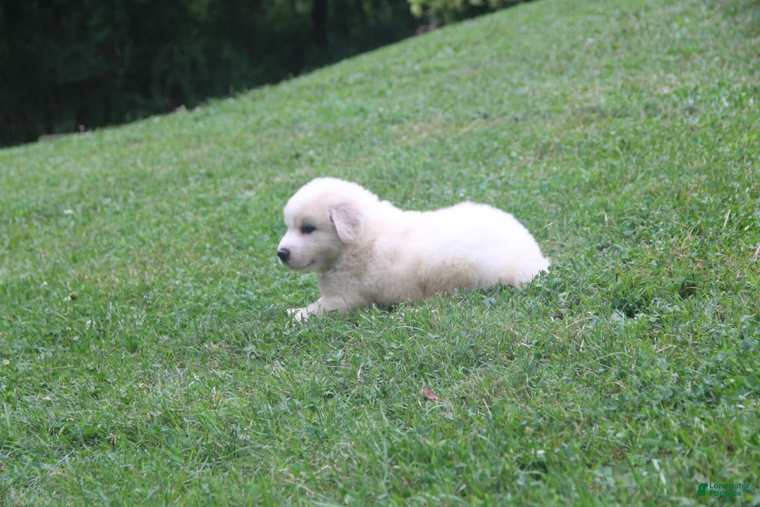 Mixed Breed dogs for sale: Duke - Ad 2