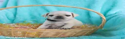 Pug dogs for sale: Biscuit - Ad 3