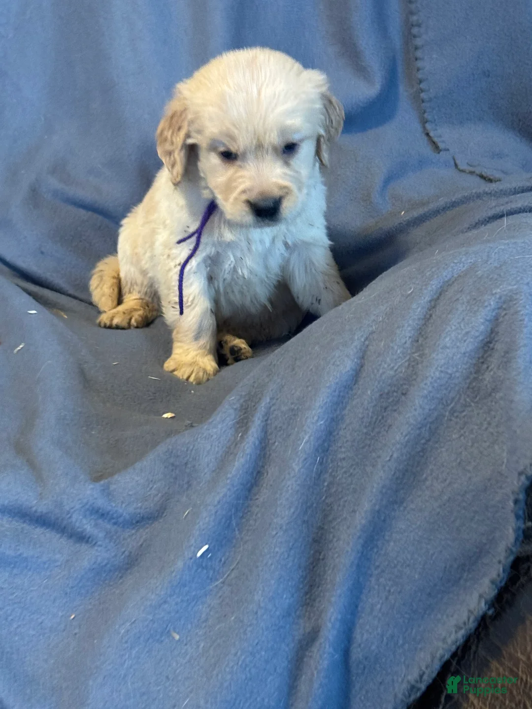 Golden Retriever dogs for sale: Purple Male -Penny  - Ad 12