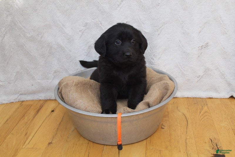 Mixed Breed dogs Orange - Ad 20