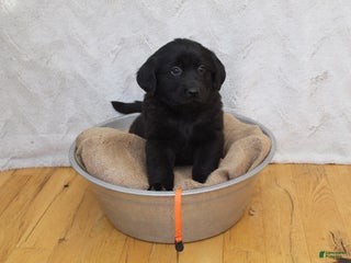 Mixed Breed dogs Orange - Ad 25