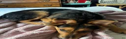 Mixed Breed dogs for sale: Mixed Breed Puppy 1 - Ad 2