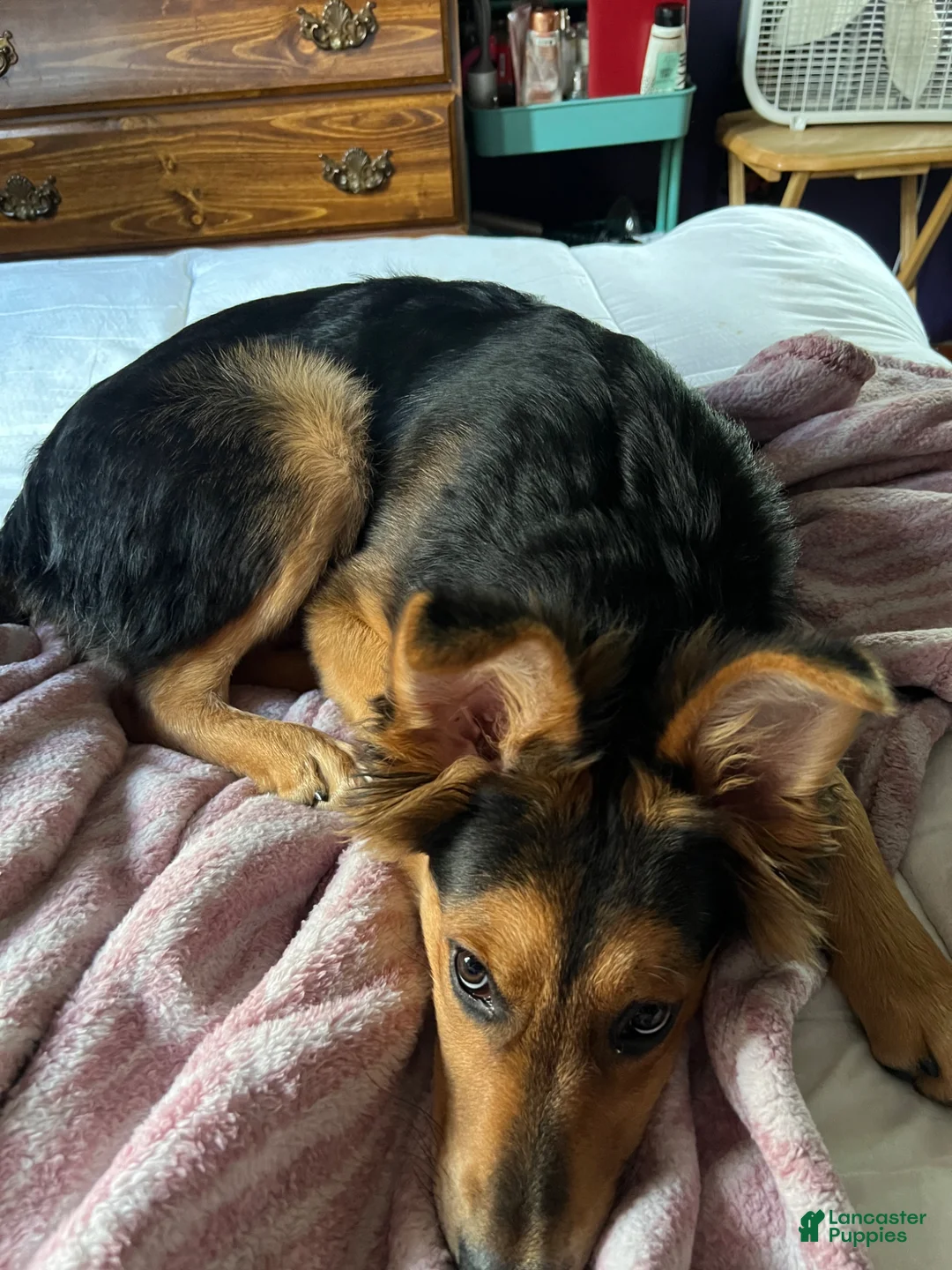 Mixed Breed dogs for sale: Mixed Breed Puppy 1 - Ad 2