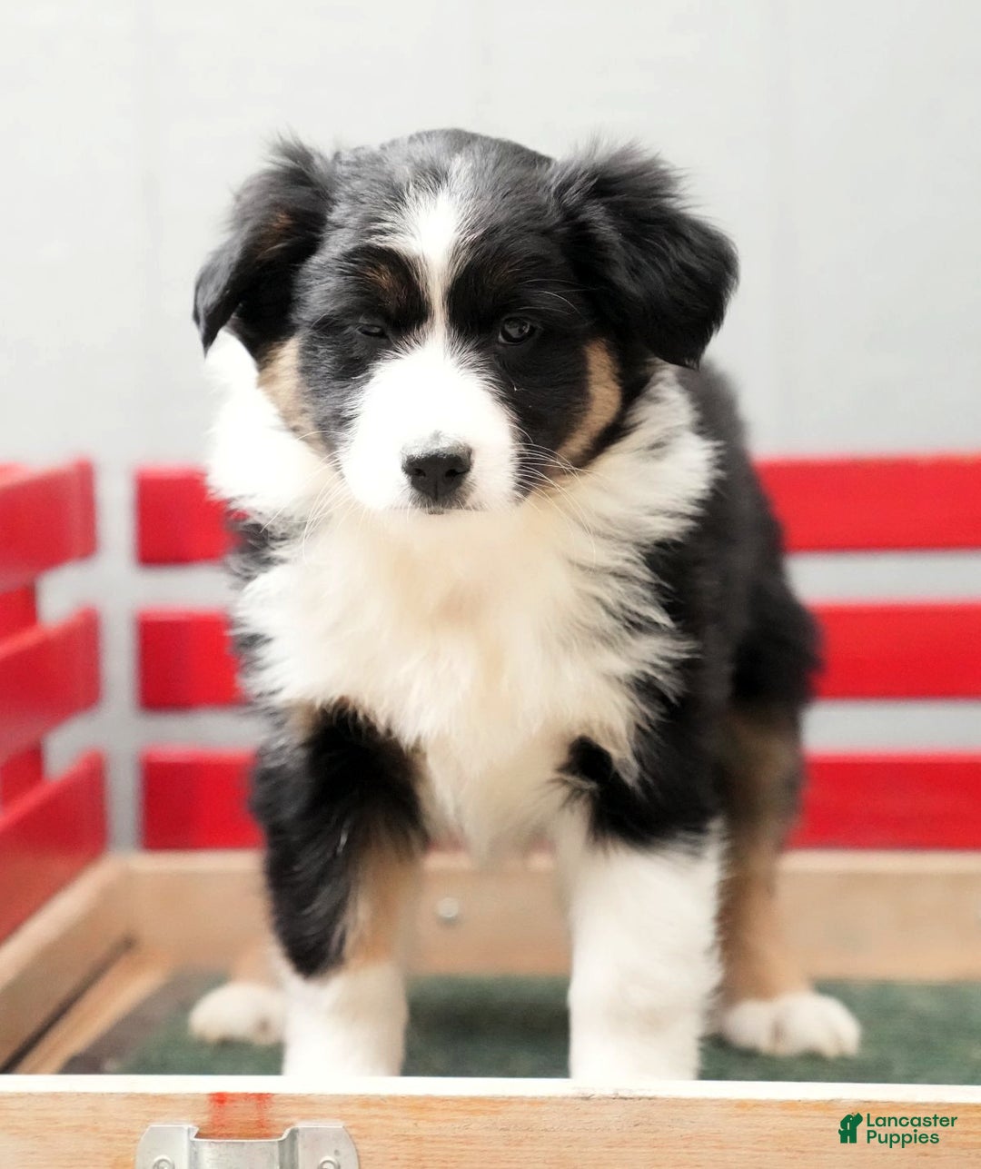 Australian Shepherd dogs for sale: Crystal - Ad 7