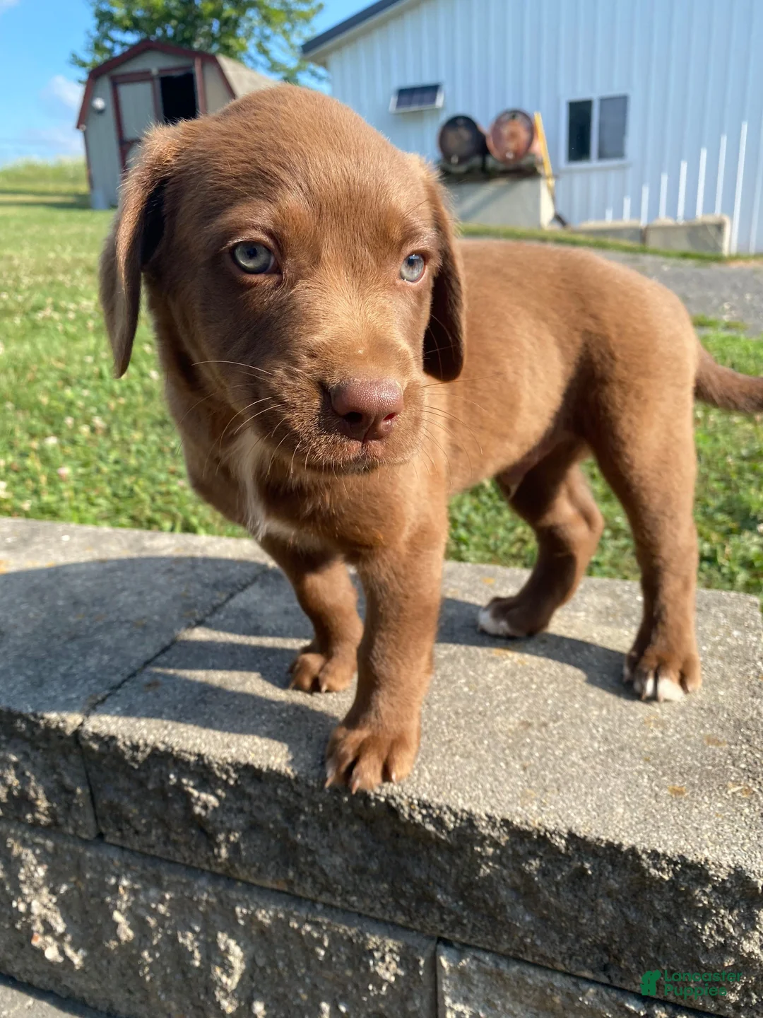 Mixed Breed dogs for sale: Murphy - Ad 2