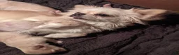 Chihuahua dogs for sale: Pearl Apple Head Long Coat Female   - Ad 8