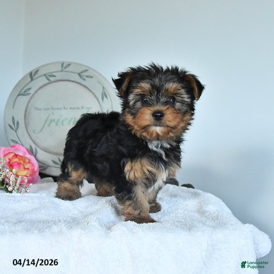 Yorkshire Terrier dogs Joe - Ad 2