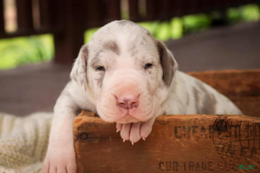 Great Dane dogs for sale: Santiago - Ad 2