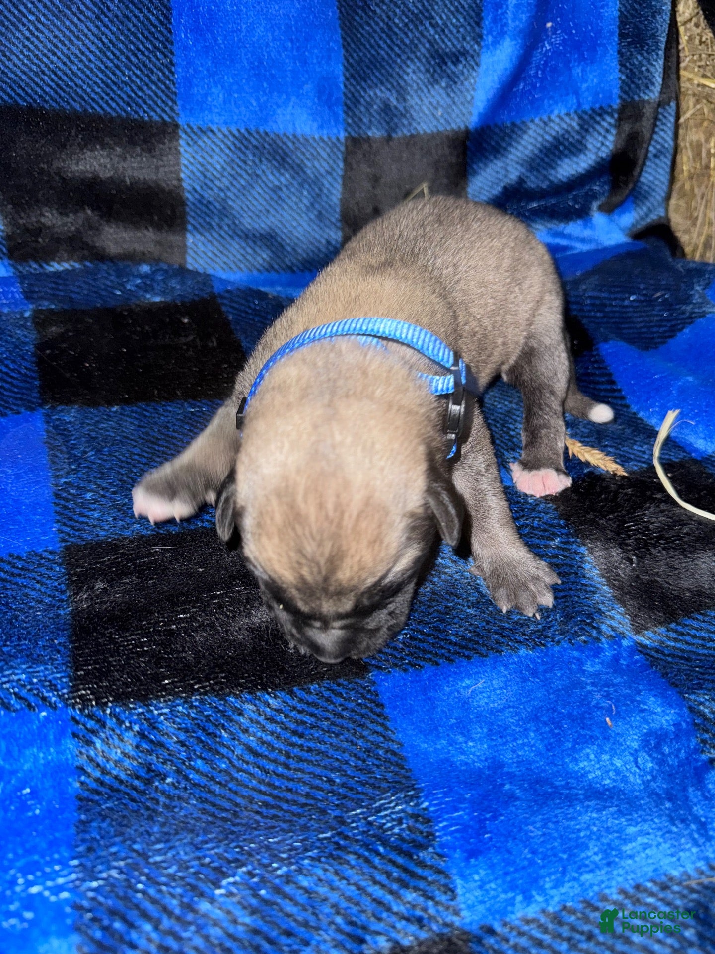 Mixed Breed dogs Anatolian/ Kangal- Blue - Ad 2