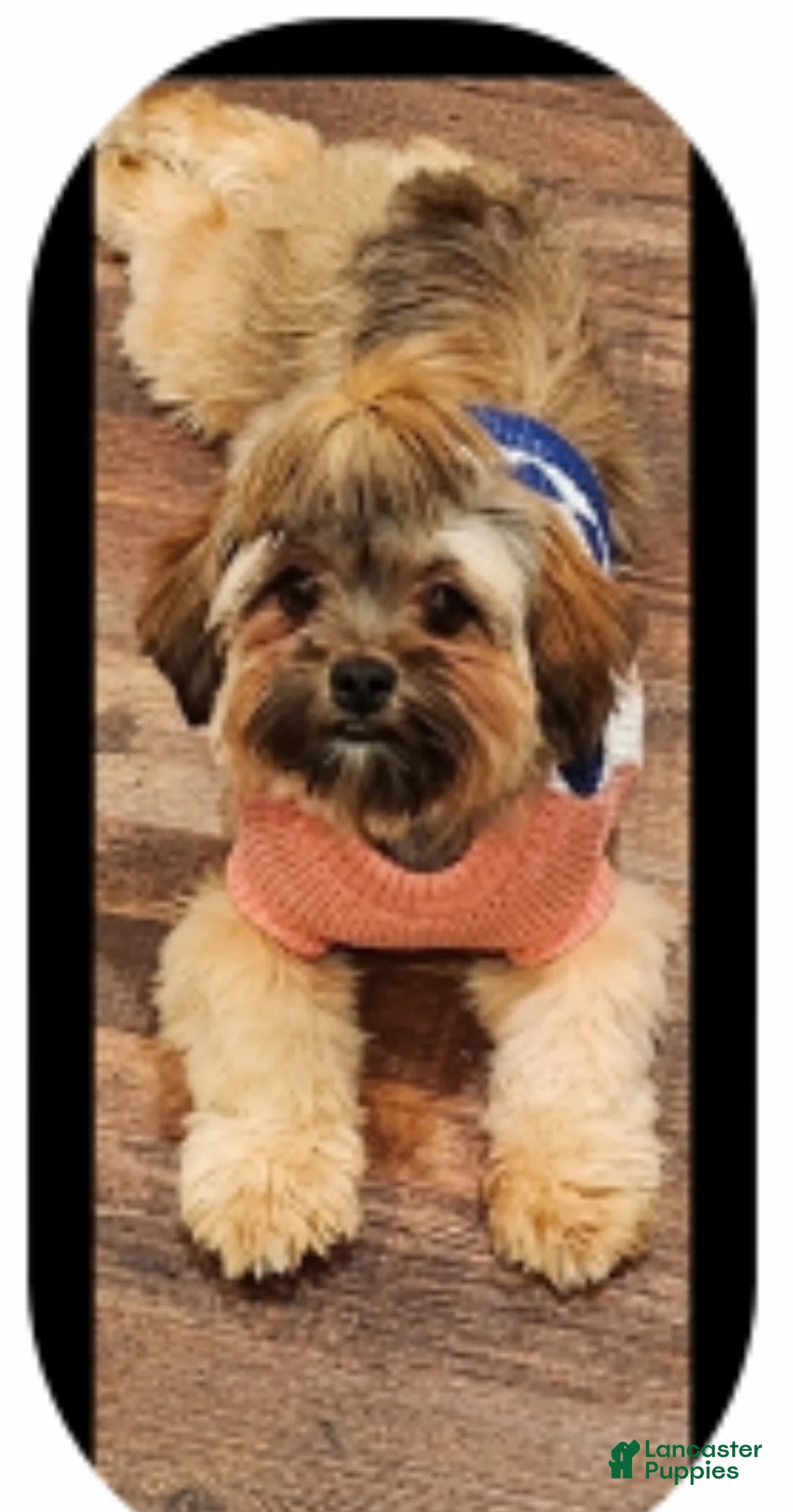 Shorkie dogs for sale: Shorkie Puppy 1 - Ad 3