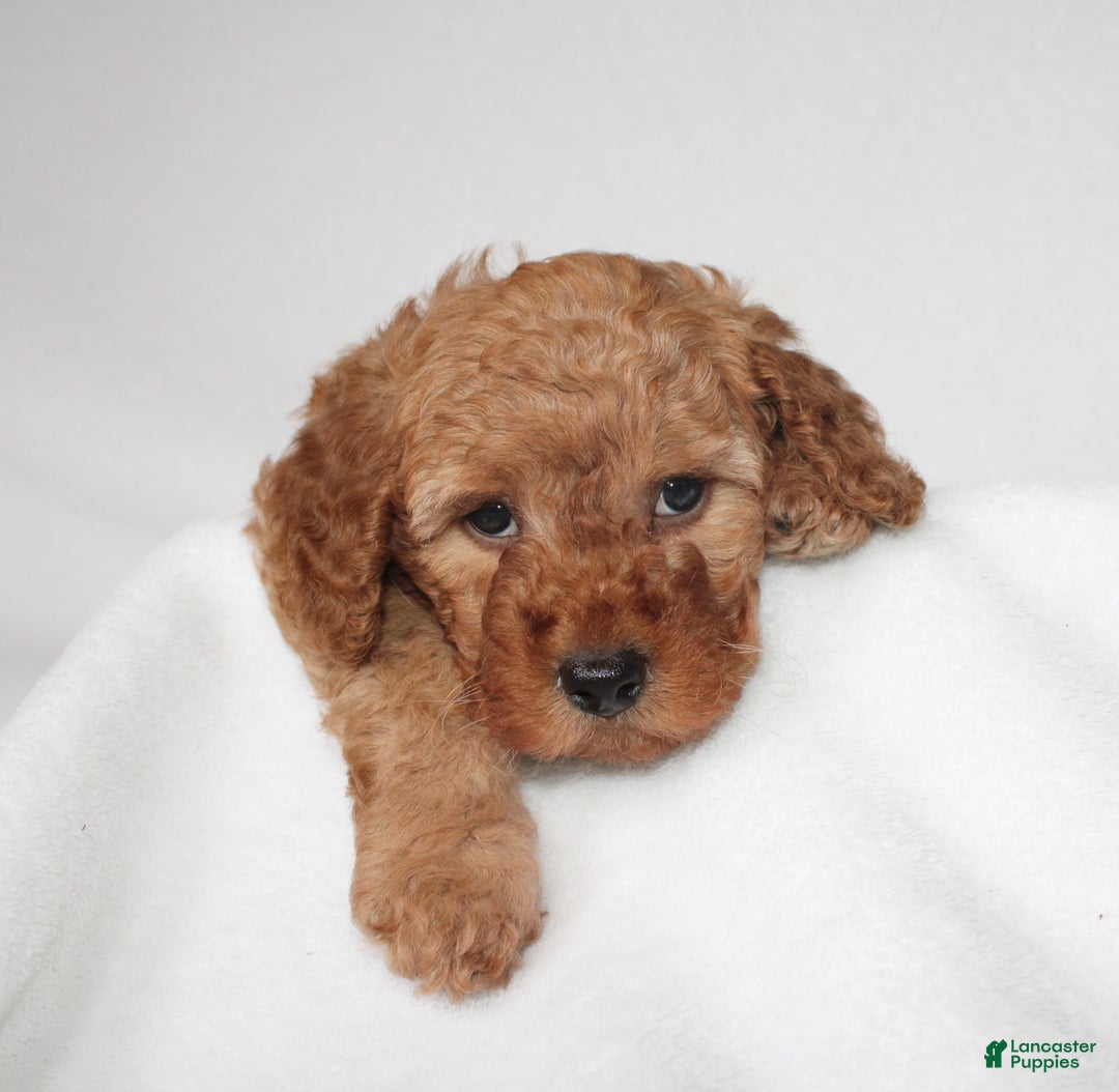 Cavapoo dogs for sale: Ralph  - Ad 8