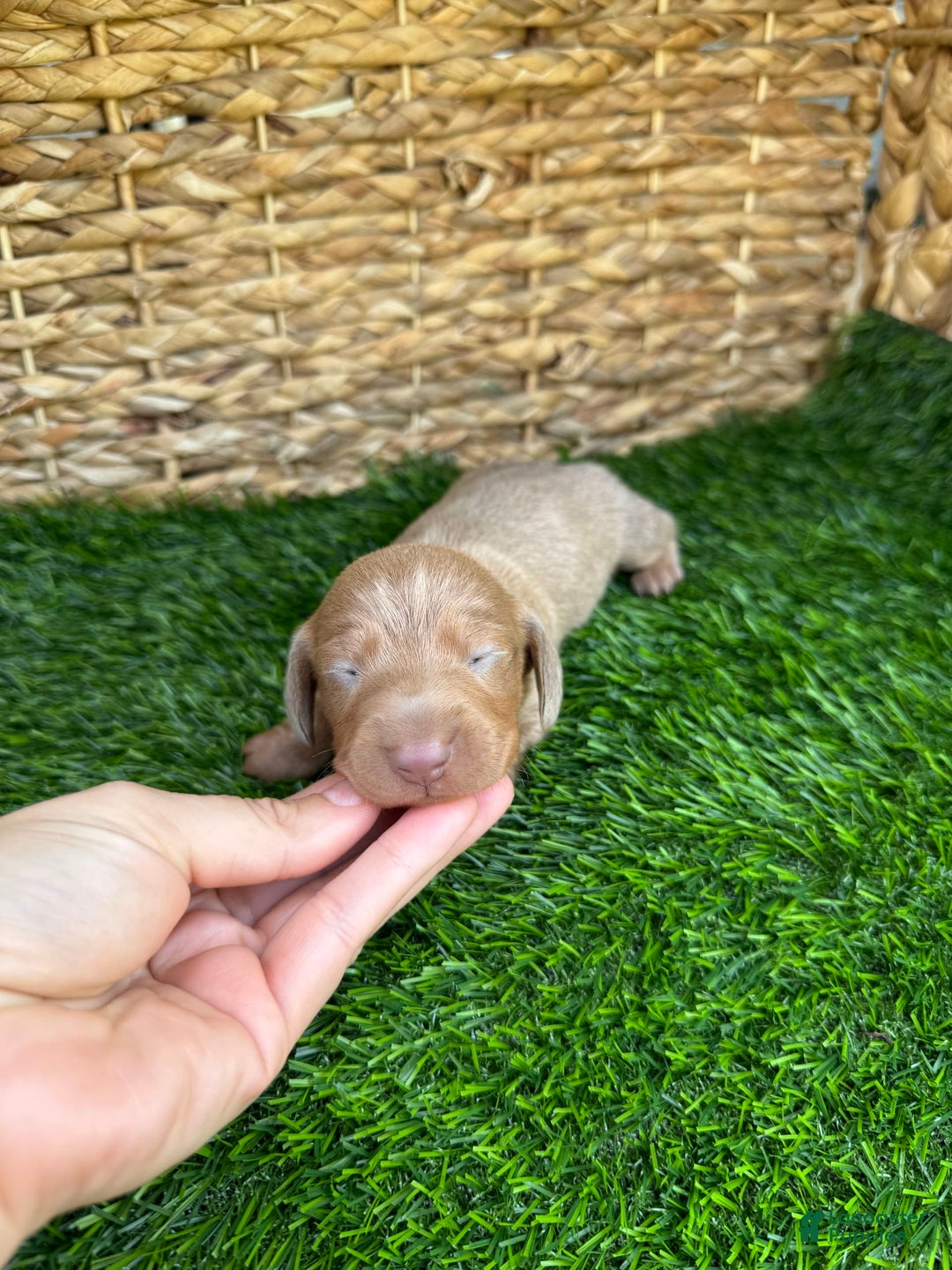 Miniature Dachshund dogs for sale: Jasmine - Ad 4