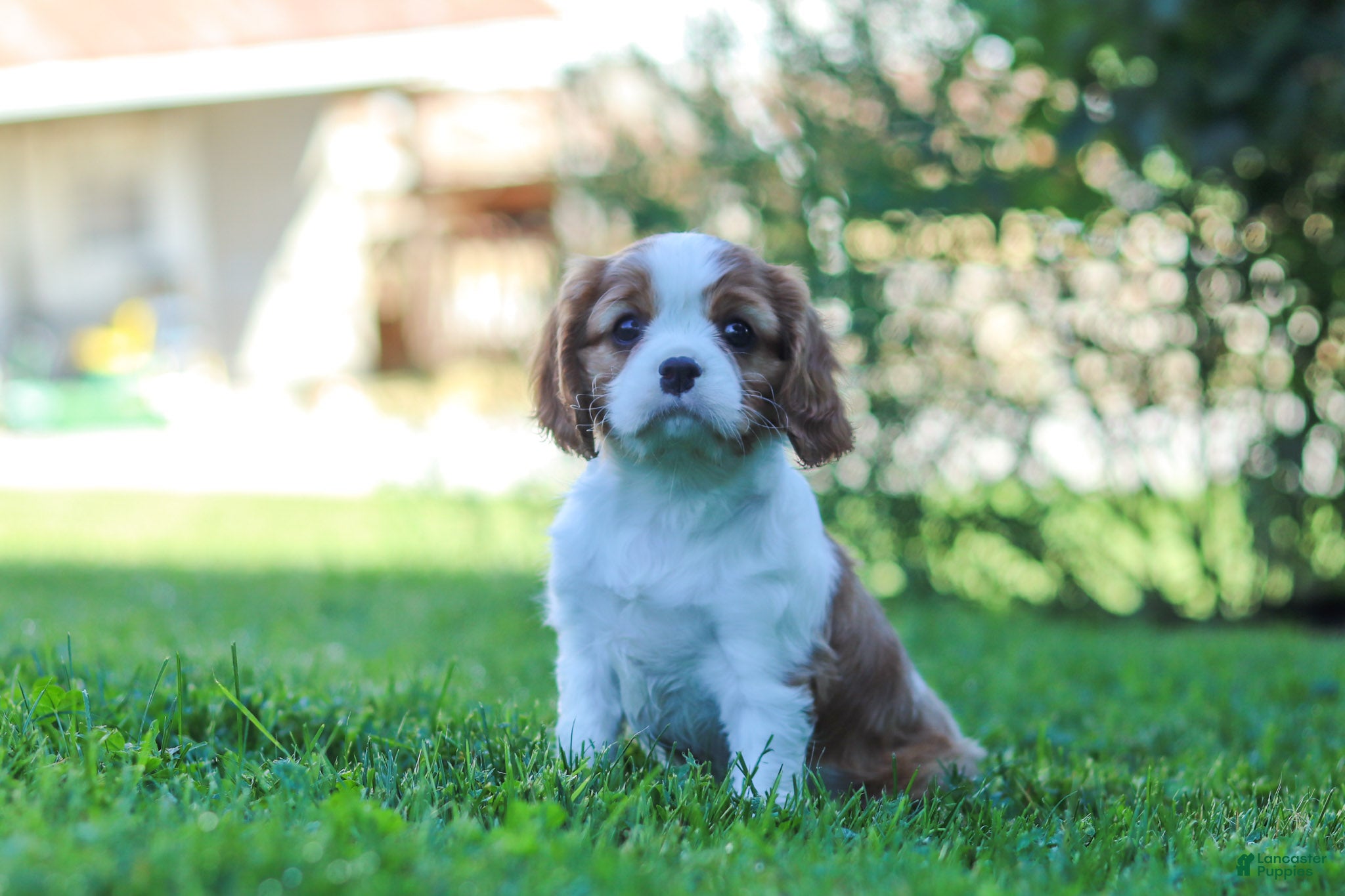Cavalier King Charles Spaniel dogs for sale: Isabella - Ad 5