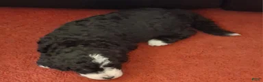 Bernedoodle 4
