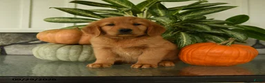 Griffin