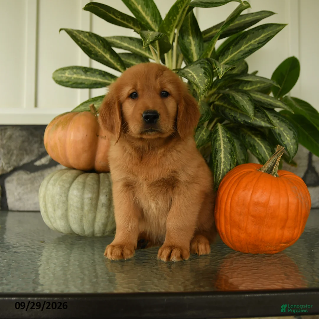 Labrador Retriever dogs for sale: Griffin - Ad 1