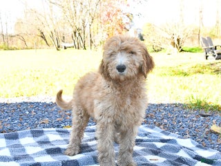 Goldendoodle dogs - Ad 40