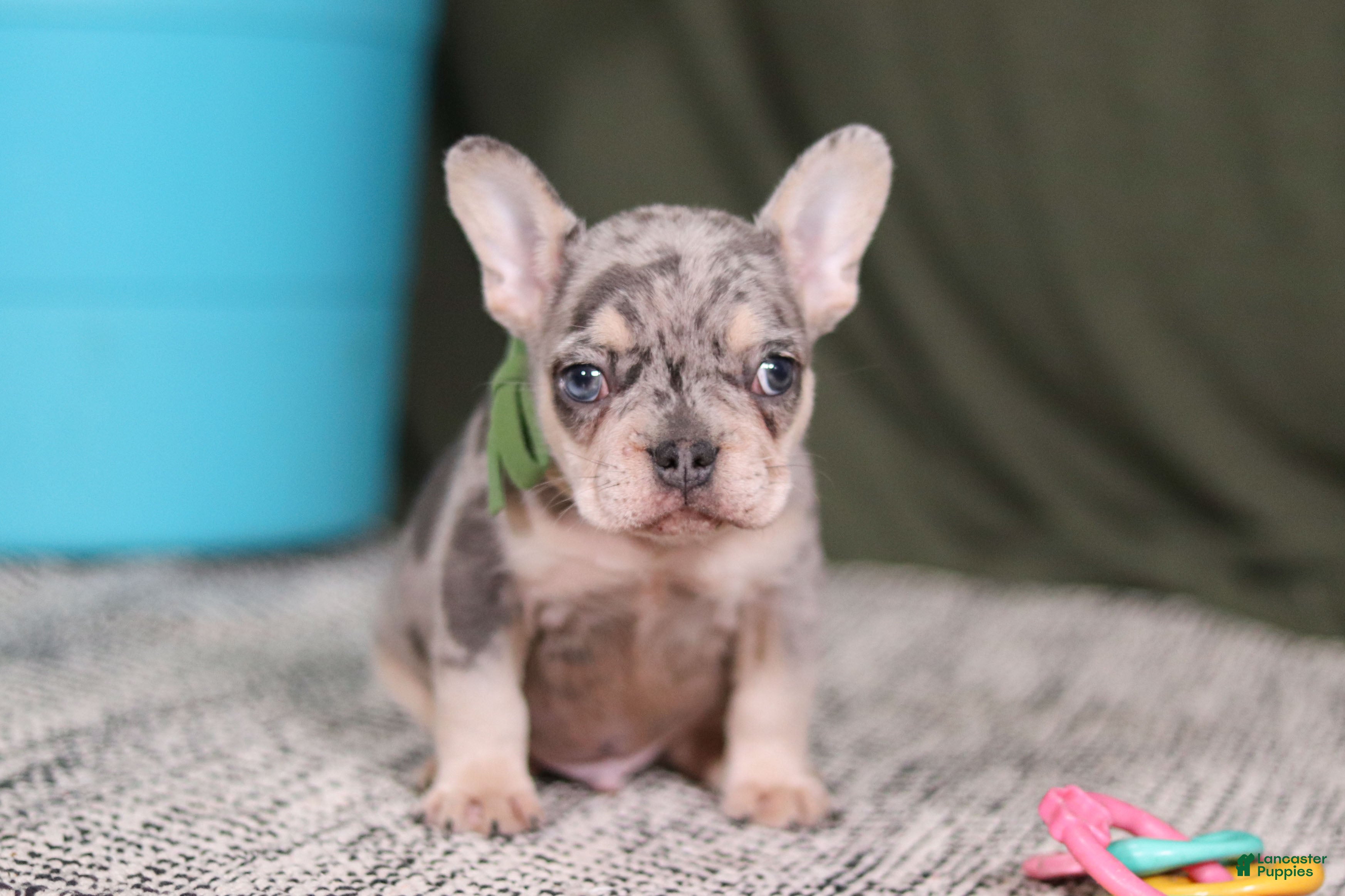 French Bulldog dogs Bently - Ad 2