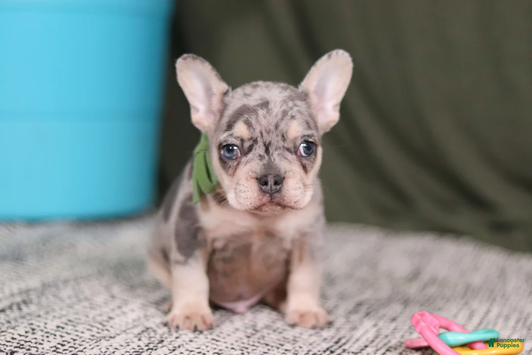 French Bulldog dogs for sale: Bently - Ad 2