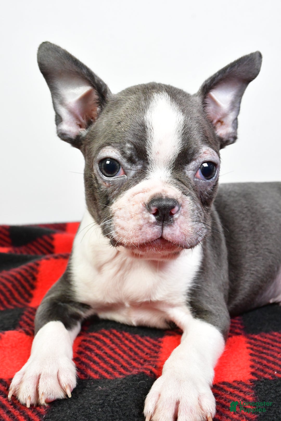 Boston Terrier dogs for sale: Beau - Ad 3