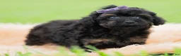 Toy Poodle dogs for sale: Trixie AKC - Ad 3