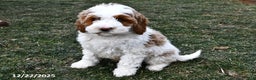 Mini Goldendoodle dogs for sale: Snowball - Ad 1