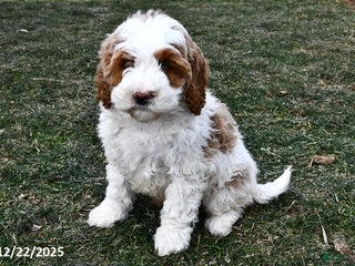 Mini Goldendoodle dogs Snowball - Ad 7