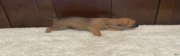 Boxer dogs for sale: Molly - Ad 14