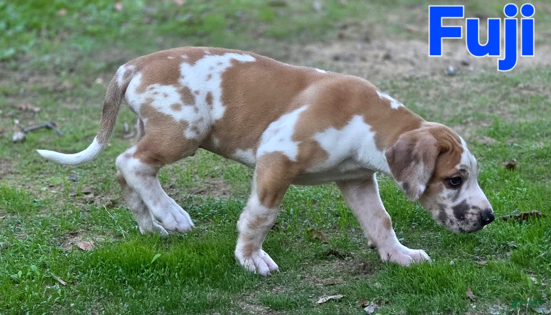 Great Dane dogs for sale: Fuji - Ad 5