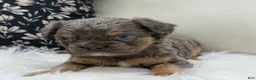 French Bulldog dogs for sale: Cash - Ad 4