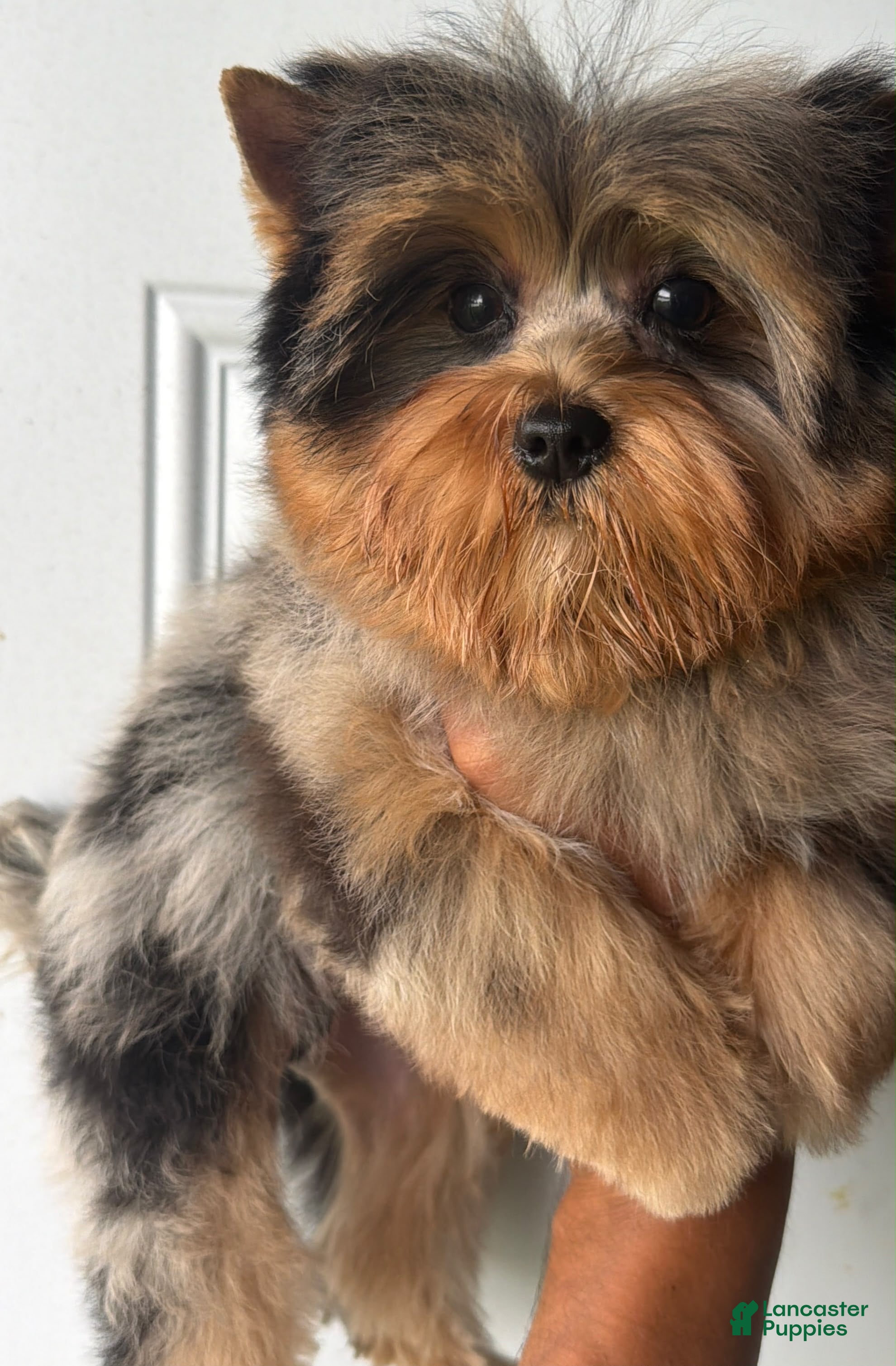 Yorkshire Terrier dogs Merle boy - Ad 38