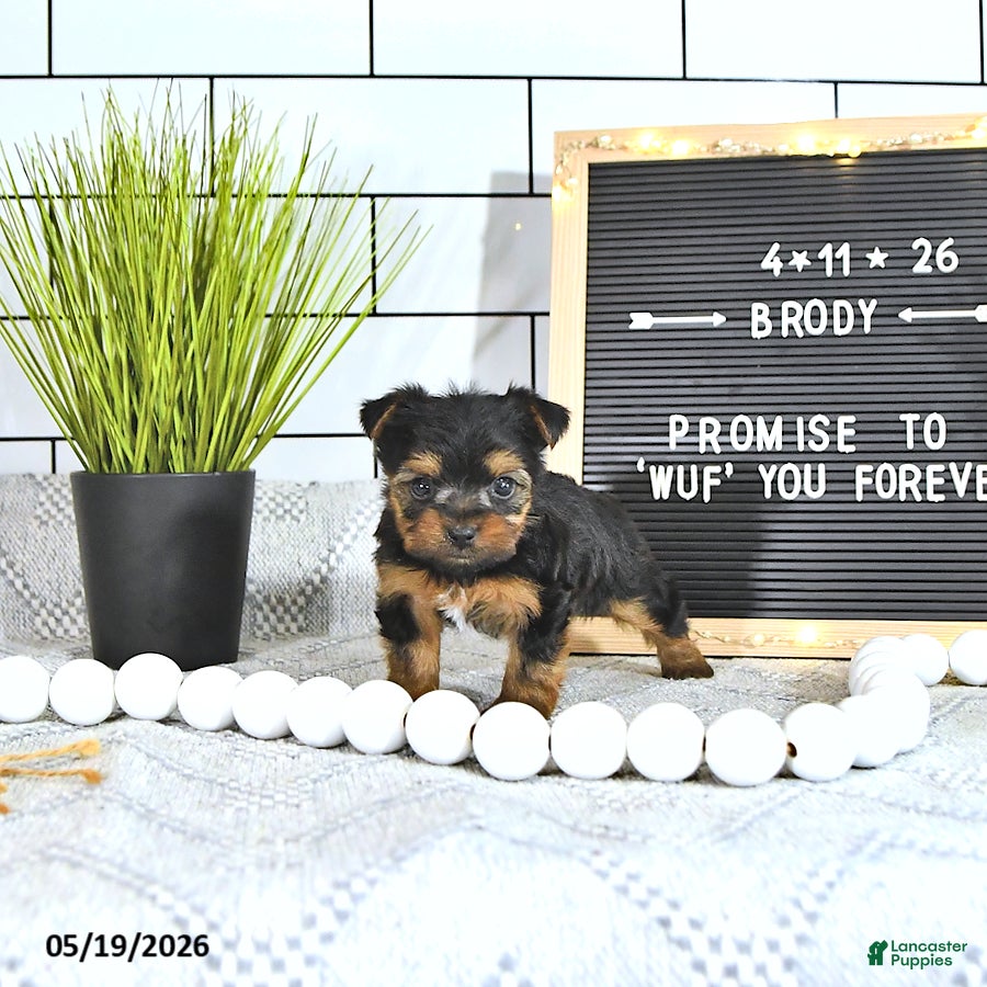 Yorkshire Terrier dogs Brody - Ad 1
